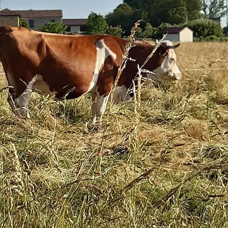 Familiale Avec Piscine Chauffee Et Jacuzzi Bed & Breakfast Bernadets-Debat