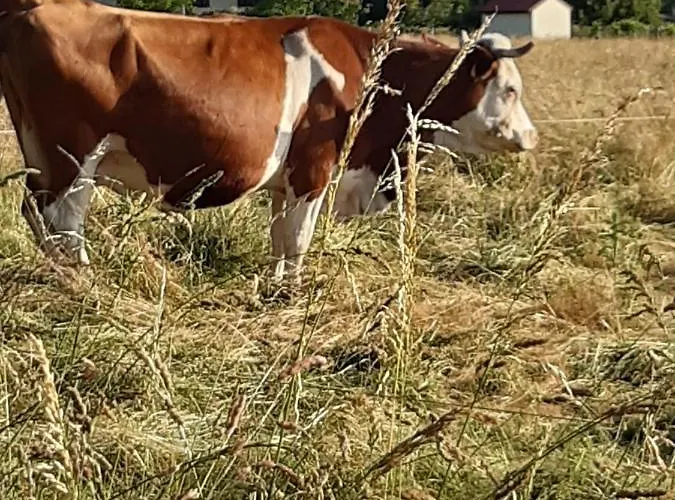 Familiale Avec Piscine Chauffee Et Jacuzzi Bed & Breakfast Bernadets-Debat